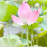 拈花惹草@台大EMBA討論區