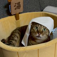 ˗ˏˋ喵咪觀察系__胖虎小隊ˊˎ˗