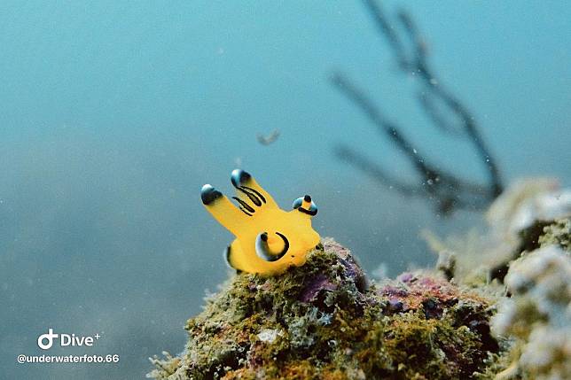 （圖片來源IG/@underwaterfoto.66）