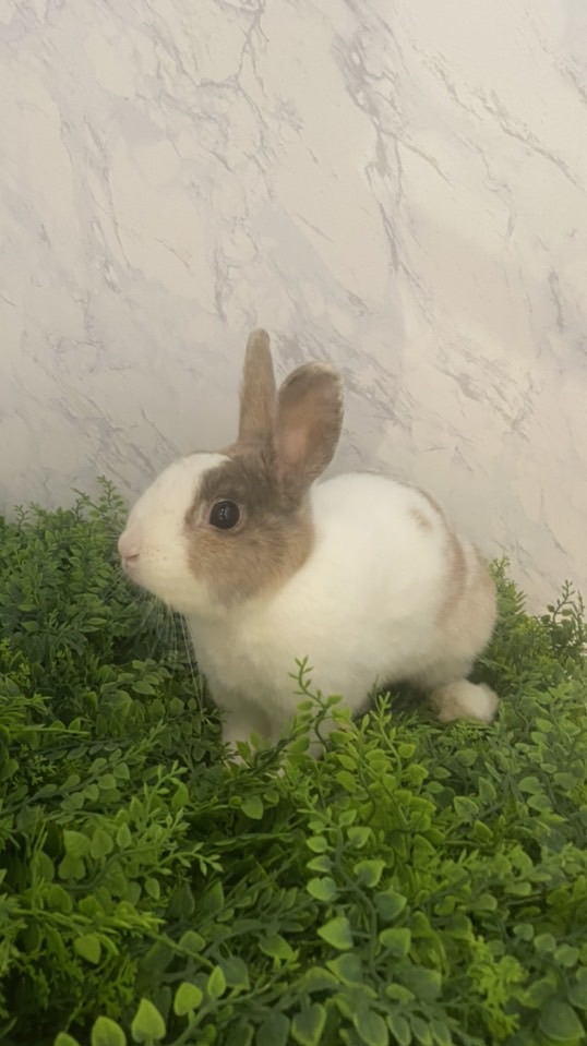 深蔓日本🇯🇵代購