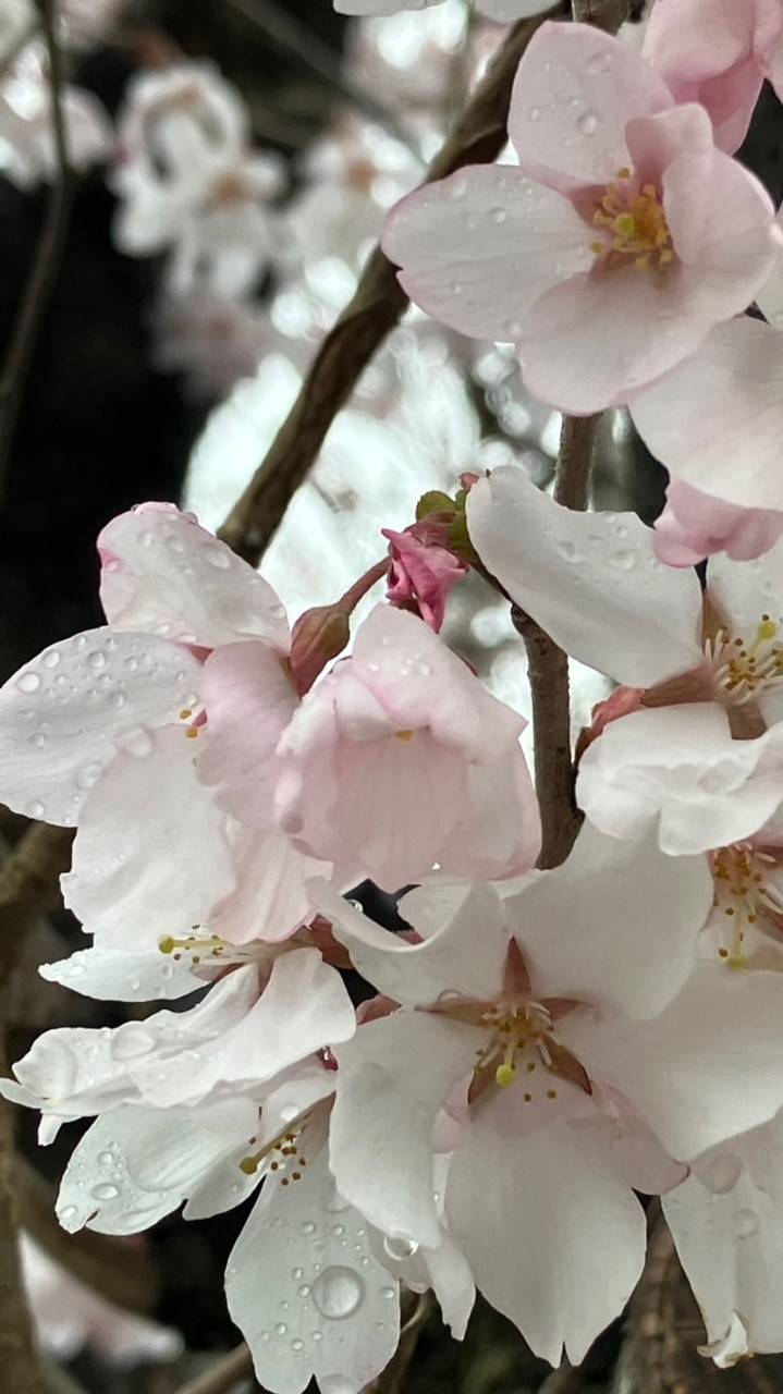 非表示機能・お試しオープンチャット。