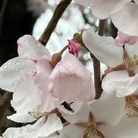非表示機能・お試しオープンチャット。