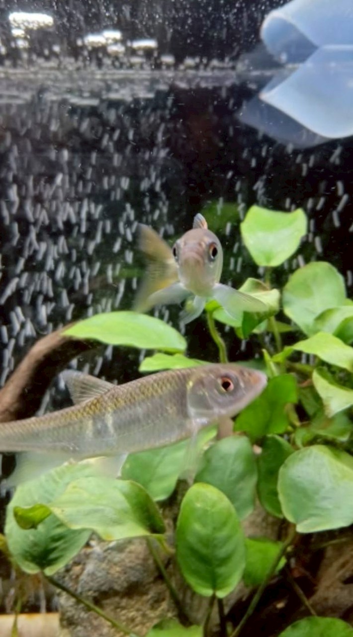 日本淡水魚の飼育会 （初心者、上級者大歓迎）