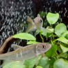 日本淡水魚の飼育会 （初心者、上級者大歓迎）