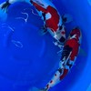 真善美水族館淡水部