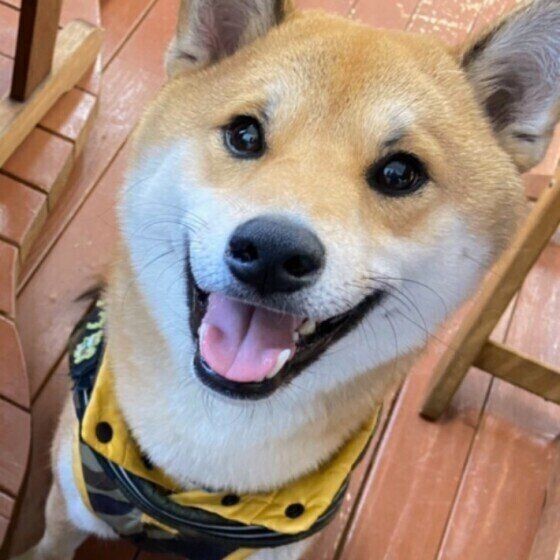 おやつを隠したくてウロウロ でも場所が見つからない