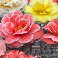 【問合】広尾学園アフターヌーンパーティ