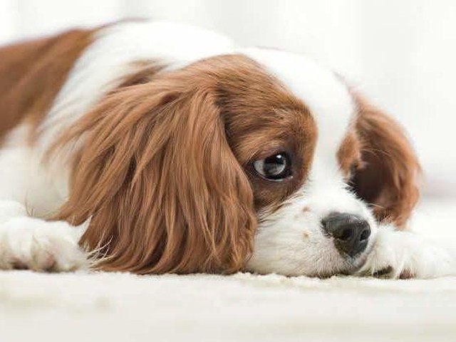 犬の下痢の原因や対処法 危険度の高い犬の下痢とは いぬのきもちnews