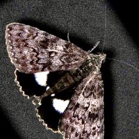 鱗翅×カブクワ×その他昆虫オプ
