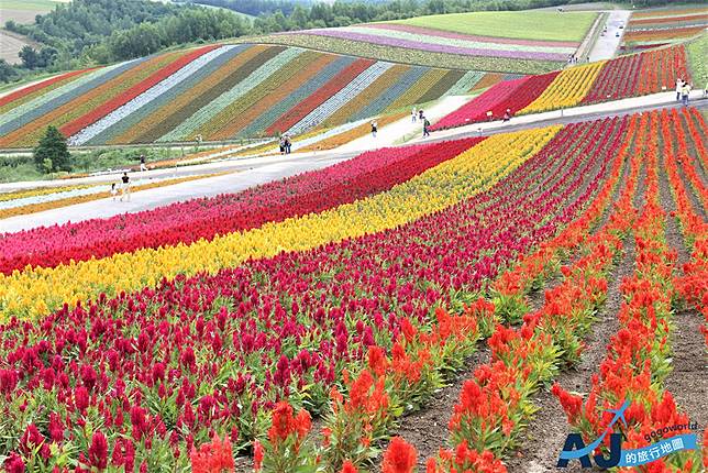 北海道自駕景點 美瑛四季彩之丘春夏最耀眼的大地畫布開放時間分享 Aj的旅行地圖 走吧 讓我們旅行去 Line Today