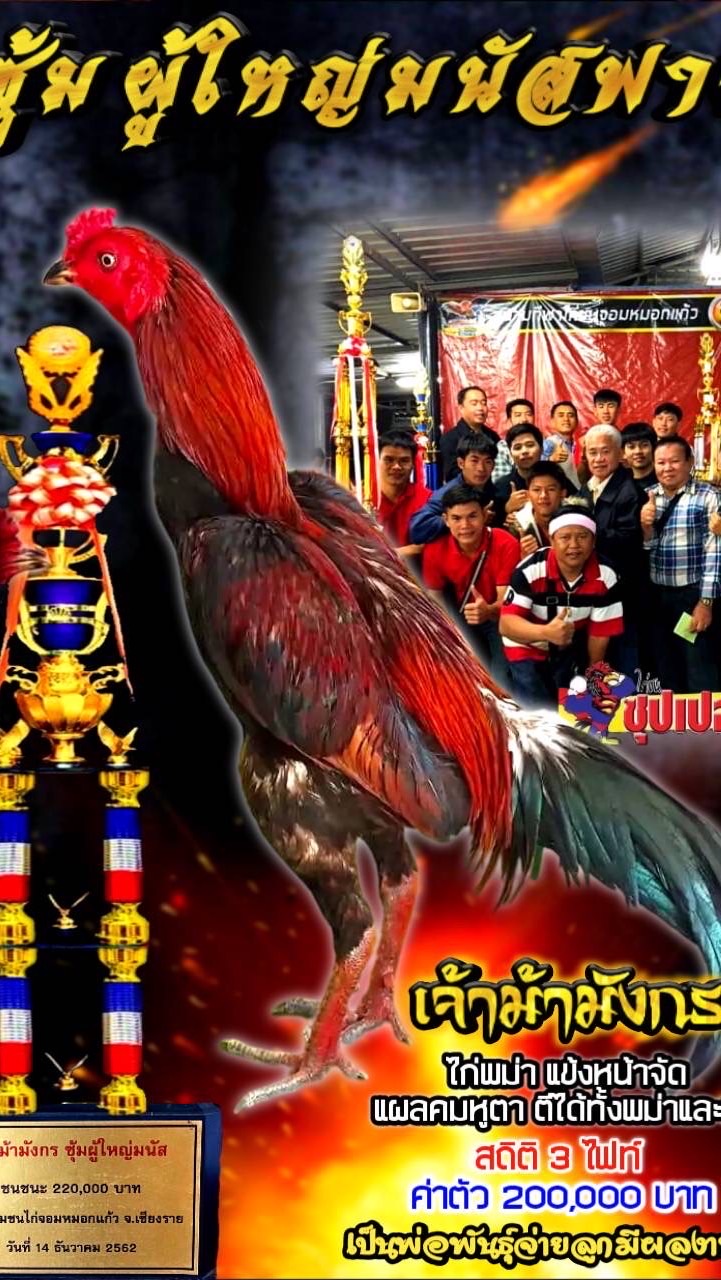 ซุ้มผู้ใหญ่มนัสฟาร์มแหล่งเพาะไก่ชนพม่าแข้งหน้าคมๆ