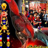 ซุ้มผู้ใหญ่มนัสฟาร์มแหล่งเพาะไก่ชนพม่าแข้งหน้าคมๆ