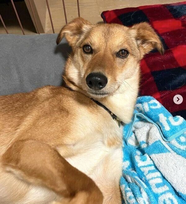 油断していると 楽しくない飼い主 って思われる 愛犬との 倦怠度チェック いぬのきもちnews Line News