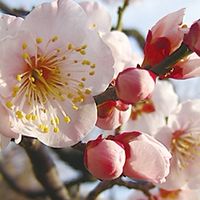 梅花小渝社會時事義工團~分享新聞/有感的內容/希望社會進步！