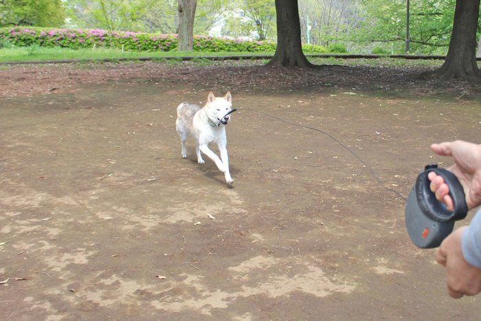 犬の散歩で安易に 伸びるリード を使うと危険が 本当の使い方とは