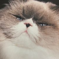 カネコアヤノ