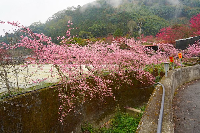 2022草坪頭櫻花季