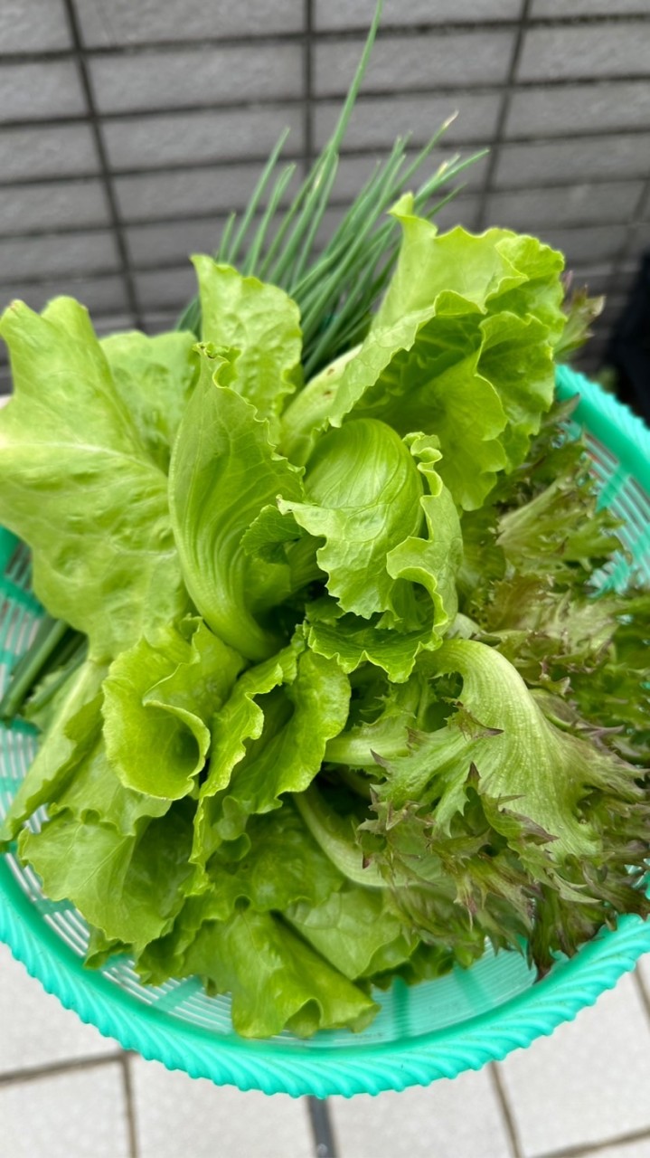 看看「營養師天天吃」什麼🥗