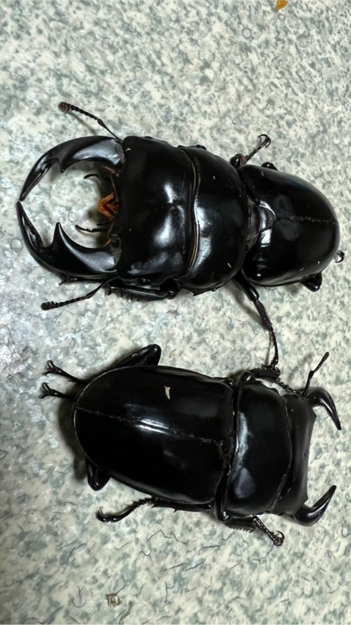 愛兜鍬一萬年