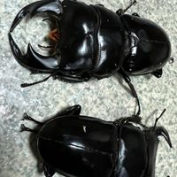 愛兜鍬一萬年