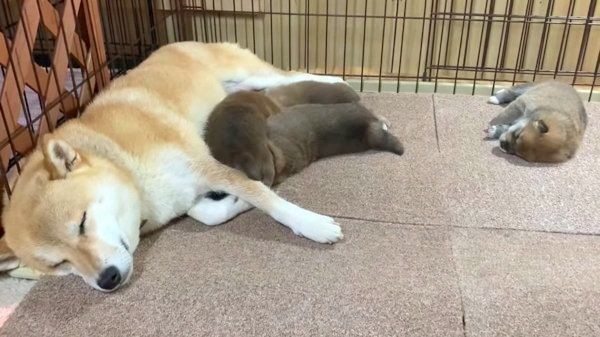 そそう や はみ出し 犬のトイレの失敗をなくす方法