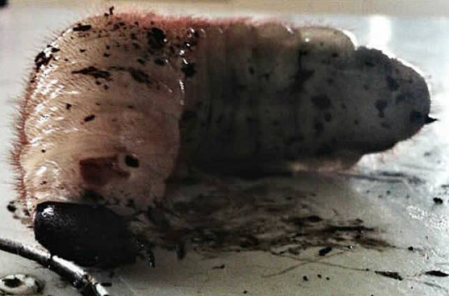 Wine Ular hingga Laba-laba Goreng, 6 Kuliner Ekstrem Ini Selain Bikin Perut Mulas, juga Merinding