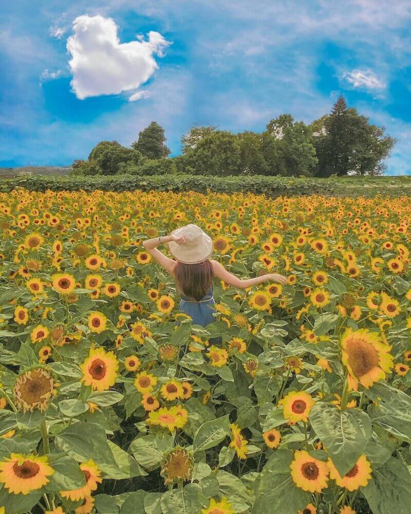 全台向日葵懶人包｜中社觀光花市