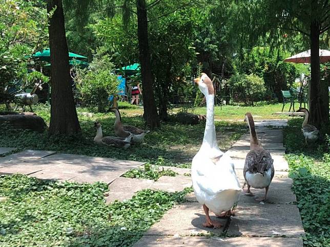 圖片來源：FB @宜農牧場