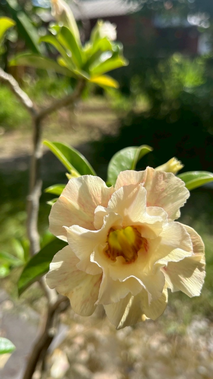 ชั้นป.6/3 ปีการศึกษา 2568