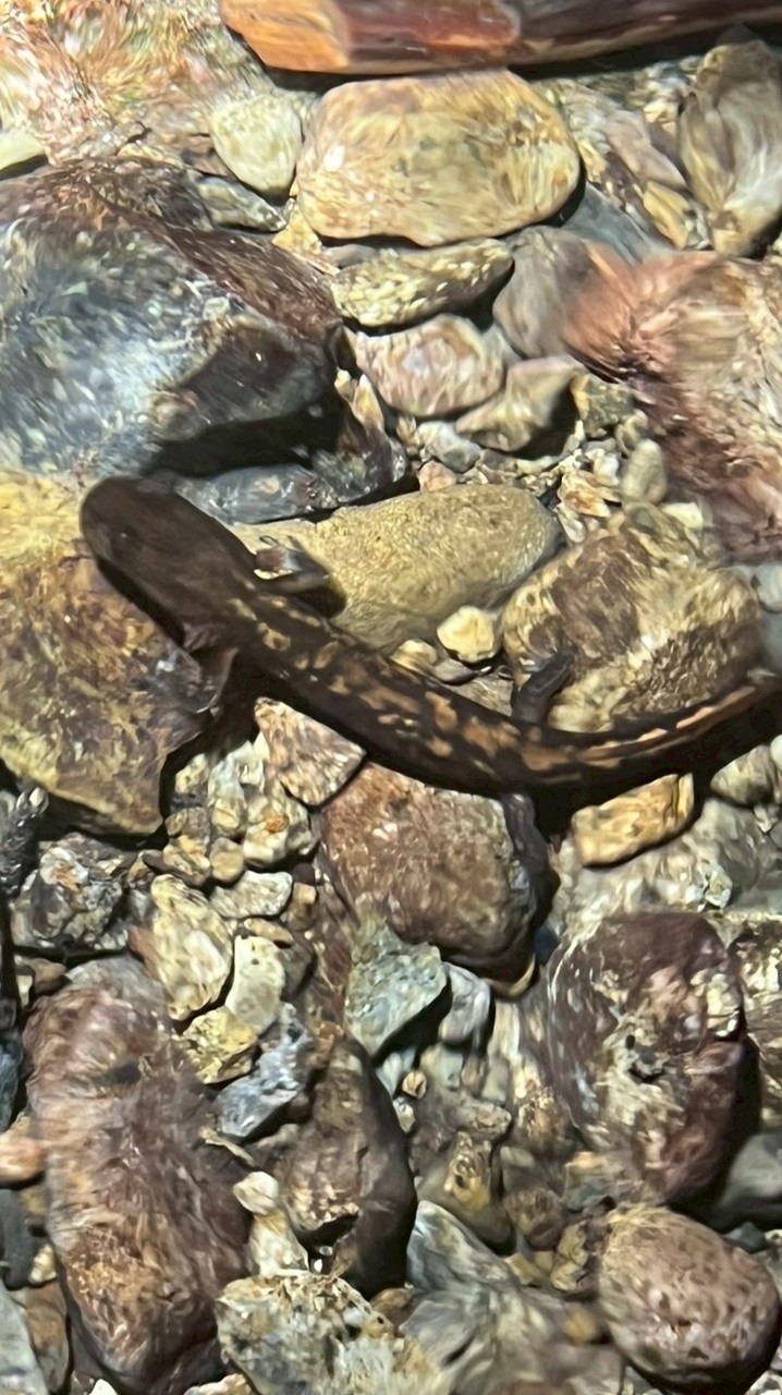 両生類愛好家　サンショウウオ・カエルの会