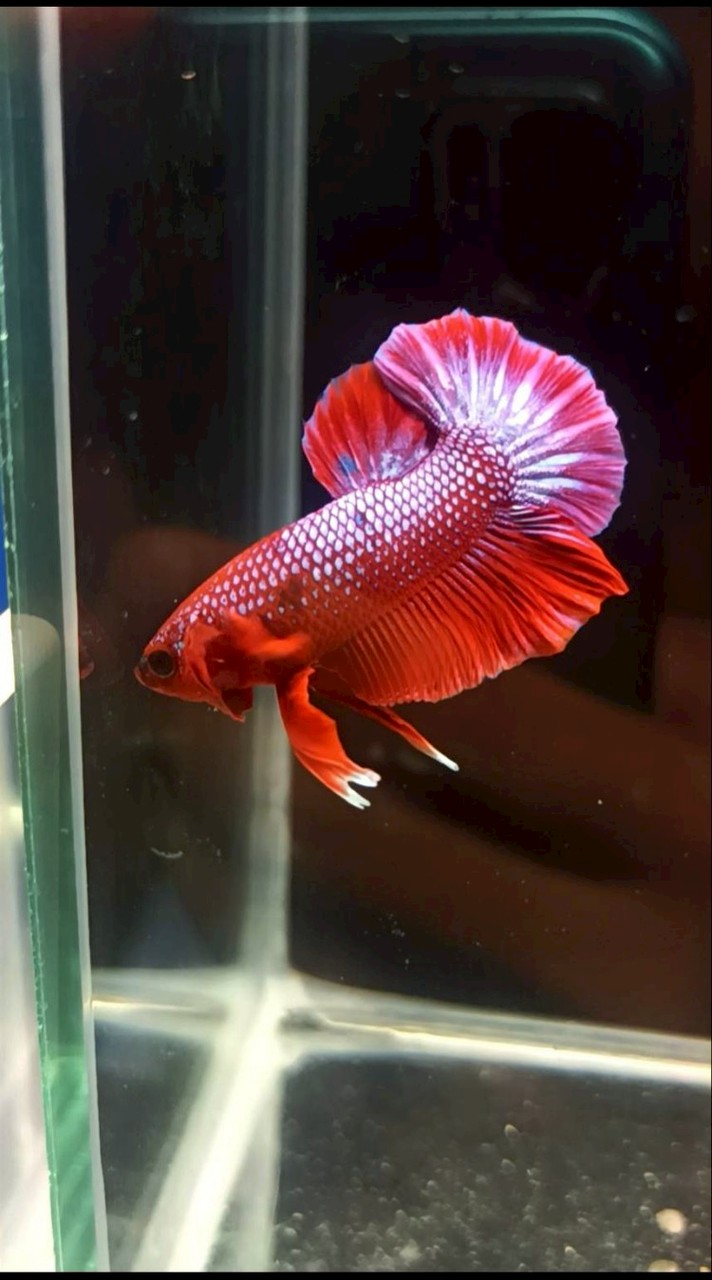 คนรักปลากัดสวยงาม (Review​ Betta)​