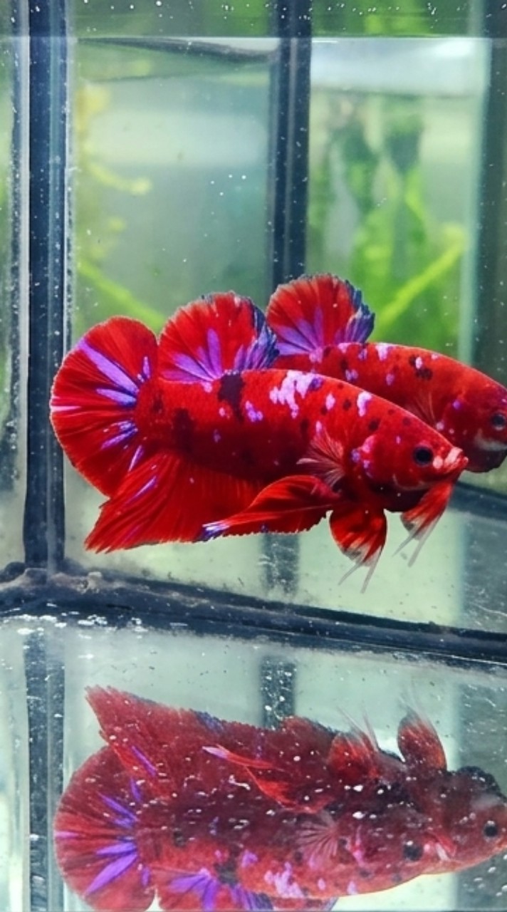 คนรักปลากัดสวยงาม (Review​ Betta)​