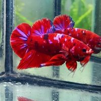 คนรักปลากัดสวยงาม (Review​ Betta)​