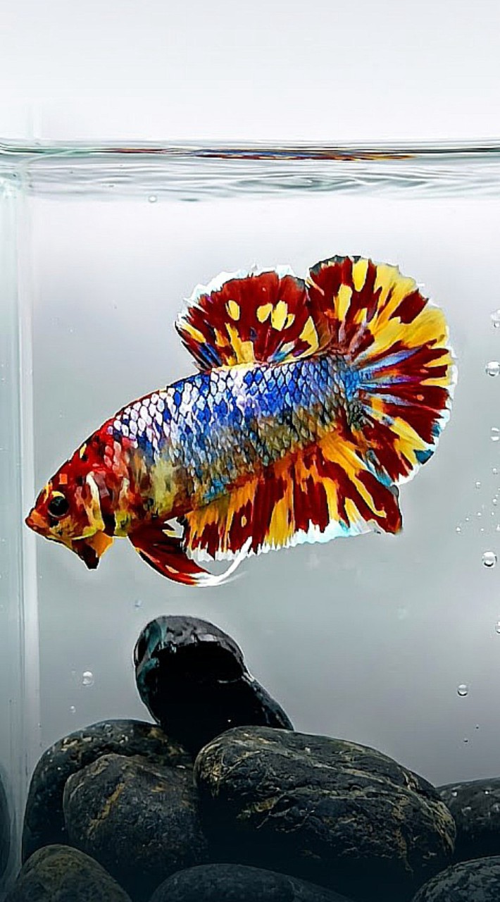 คนรักปลากัดสวยงาม (Review​ Betta)​