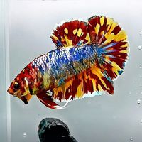 คนรักปลากัดสวยงาม (Review​ Betta)​