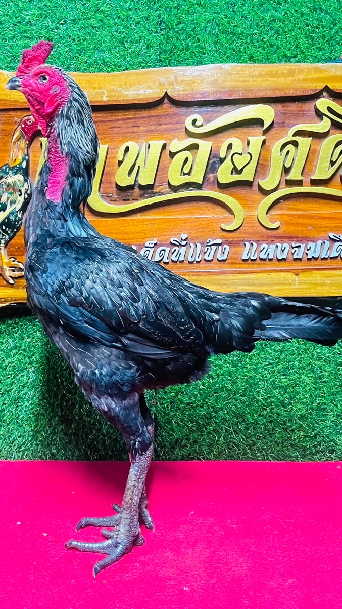 ซุ้ม ไก่ชนเทพอัษศดิณย์