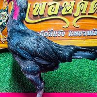 ซุ้ม ไก่ชนเทพอัษศดิณย์