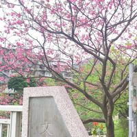 健身房  保養 討論 訓練 美女 肌肉 增肌 運動 律動 活動 新北 舉重 體驗 健康 討論 辣妹