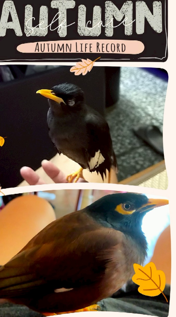 八哥鳥群