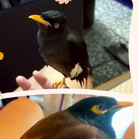 八哥鳥群