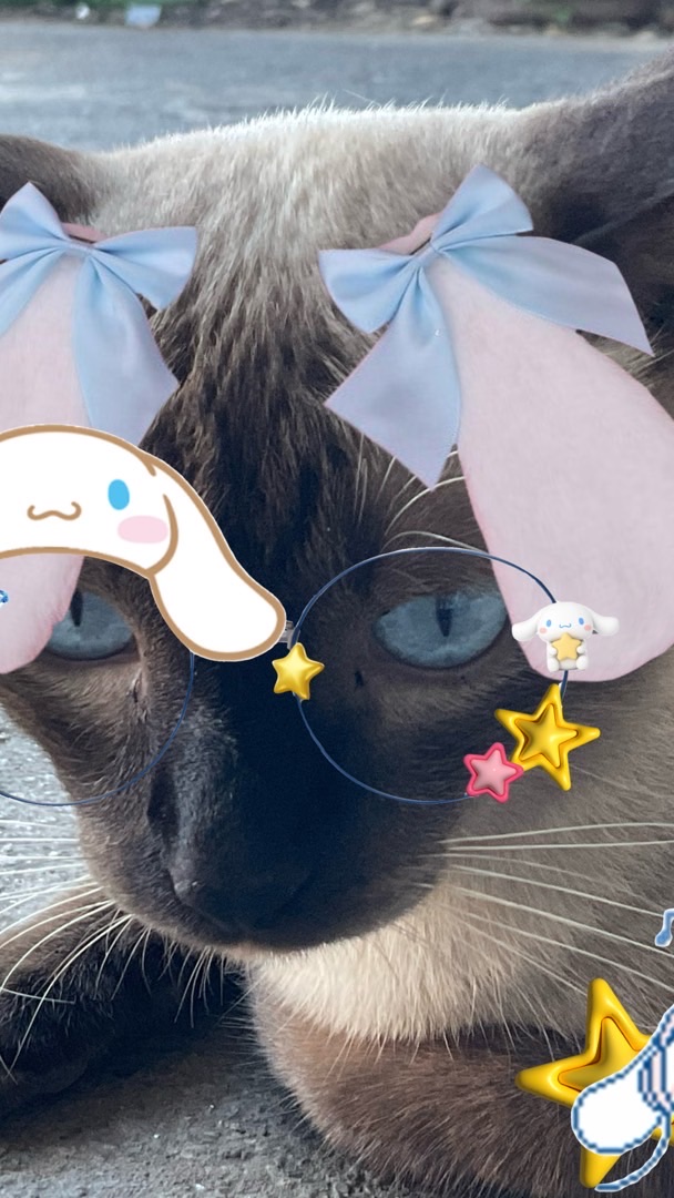 แคทนิป :เล่นโรบอก