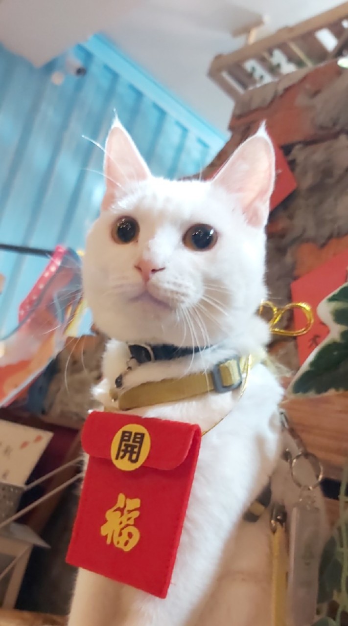 來自喵星的你-You're From Meow