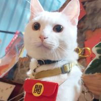 來自喵星的你-You're From Meow