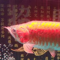 詮洋水族