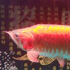 詮洋水族