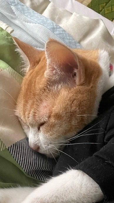🐈マルくむオープンチャット🍀