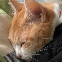 🐈マルくむオープンチャット🍀