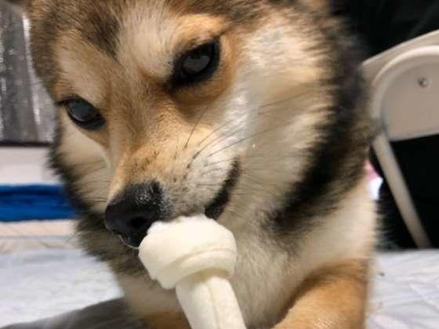 犬が すねてる と飼い主が感じるしぐさや行動を調査 いぬのきもちnews