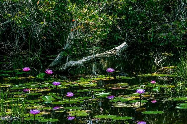 5 Filosofi Bunga Teratai Agar Kamu Hidup Baik Di Lingkungan Buruk