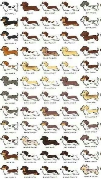 台灣腸飽圖 （腸腸 臘腸犬 臘腸狗）